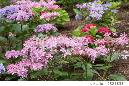 アジサイ類　06 23218534