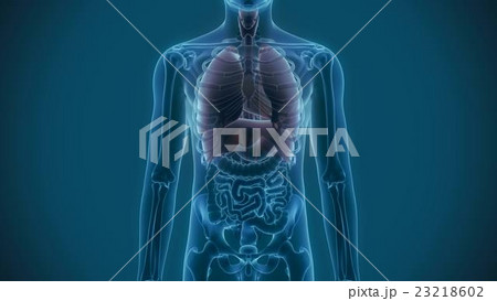 lungs organs pain 3d rendering 23218602