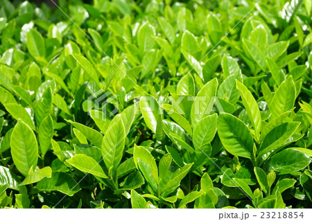 7月若々しい垣根の新緑2 7月若々しい垣根の新緑2 23218854
