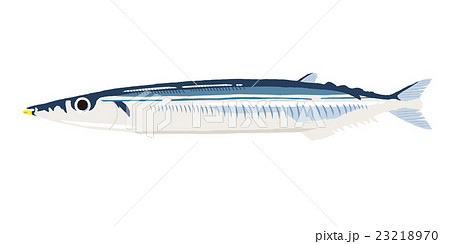 秋刀魚 イラストのイラスト素材