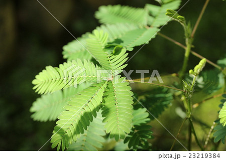 オジギソウ 23219384