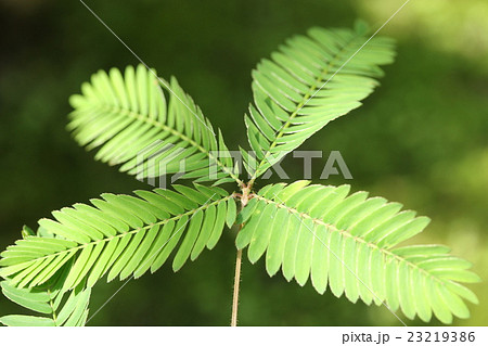 オジギソウ オジギソウ 23219386