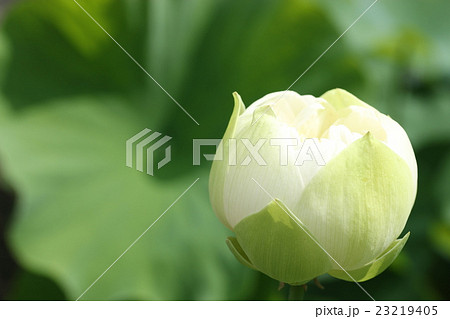 ハスの花 ハスの花 23219405