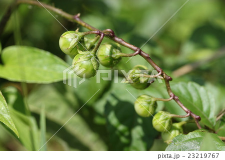 ワルナスビの実 23219767