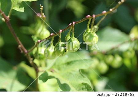 ワルナスビの実 23219768