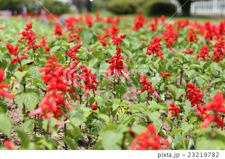 サルビア 23219782