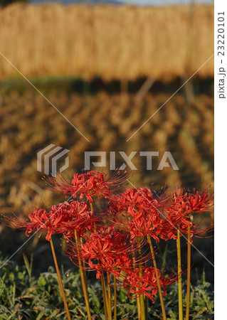 実りの秋 23220101