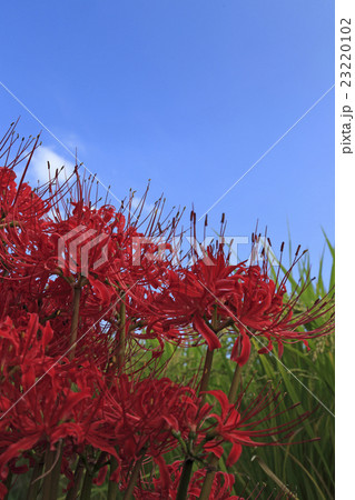 実りの秋 23220102