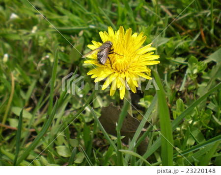 The fly sitting on a yellow dandelion 23220148