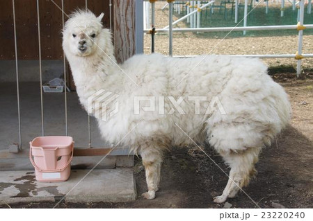 アルパカ  23220240