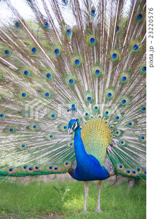 孔雀 14連 土台 リクウ 孔雀の写真素材 [23220576] - PIXTA