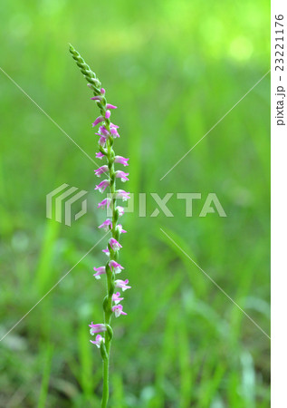 ネジバナ ネジバナ 23221176