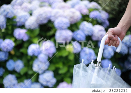 梅雨 雨上がり (アジサイ あじさい 紫陽花 ボディパーツ ボディーパーツ 手 顔無し 顔なし) 23221252
