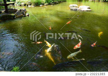 鳥取県 打吹公園の鯉① 鳥取県 打吹公園の鯉① 23221365