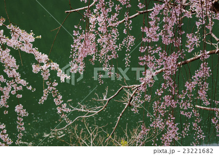 枝垂桜 23221682