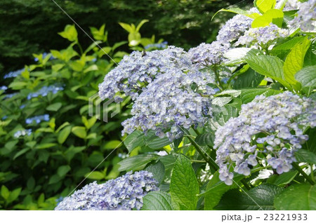 お多福紫陽花 ウズアジサイの写真素材