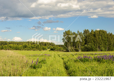 Footpath in deep grass Footpath in deep grass 23221967