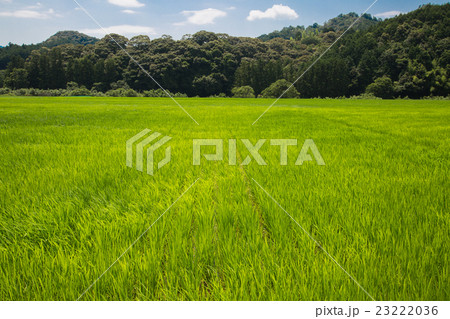 初夏の田んぼ 23222036