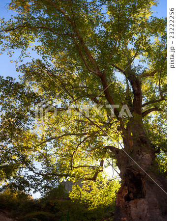 old tree in a green forest old tree in a green forest 23222256