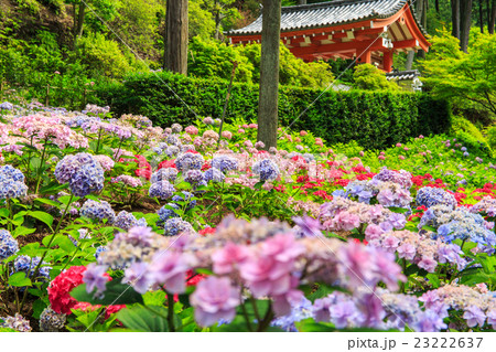 あじさいの三室戸寺 23222637
