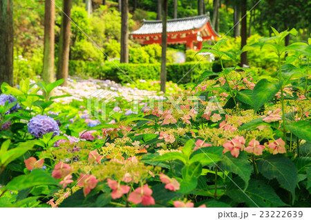 あじさいの三室戸寺 23222639