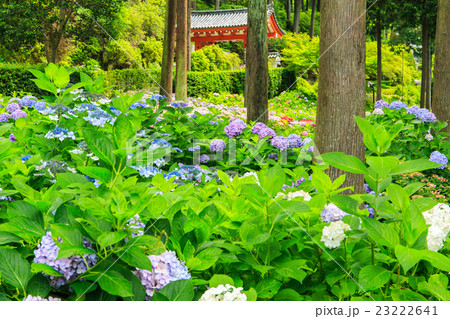 あじさいの三室戸寺 あじさいの三室戸寺 23222641