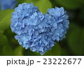 ハート型のアジサイ 23222677