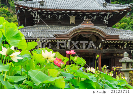 蓮の花咲く三室戸寺 23222711
