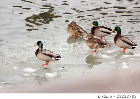 冬の池のカモ 冬の池のカモ 23222785