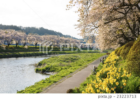 夏井千本桜 23223713