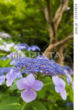 明月院の紫陽花 23224829