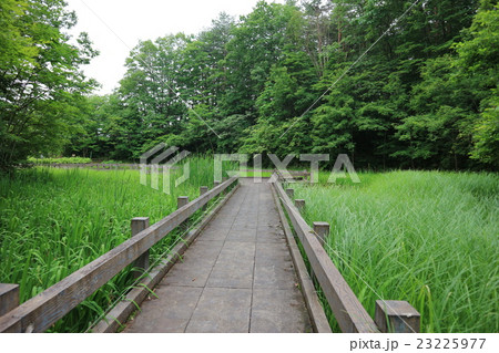 園内の池にある木道とカキツバタ群生 園内の池にある木道とカキツバタ群生 23225977