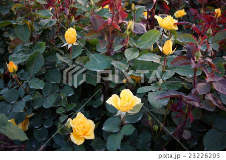 薔薇(マイダスタッチ)さかき千曲川バラ公園 薔薇(マイダスタッチ)さかき千曲川バラ公園 23226205