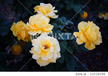 薔薇（マイダスタッチ）さかき千曲川バラ公園 23226206