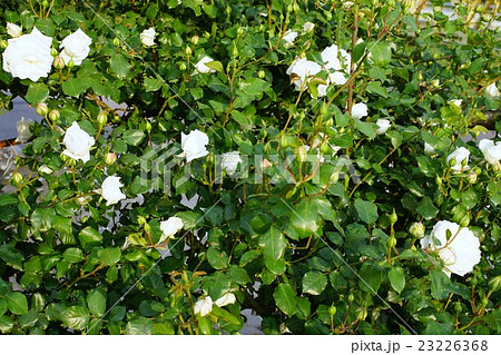 薔薇(新雪)さかき千曲川バラ公園 薔薇(新雪)さかき千曲川バラ公園 23226368