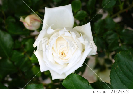 薔薇(新雪)さかき千曲川バラ公園 薔薇(新雪)さかき千曲川バラ公園 23226370