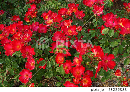 薔薇(カクテル)さかき千曲川バラ公園 薔薇(カクテル)さかき千曲川バラ公園 23226388