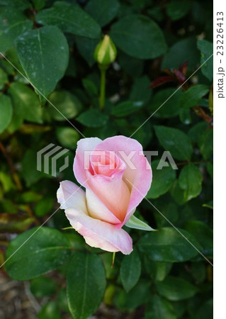 薔薇(サマーレディ)さかき千曲川バラ公園 薔薇(サマーレディ)さかき千曲川バラ公園 23226413