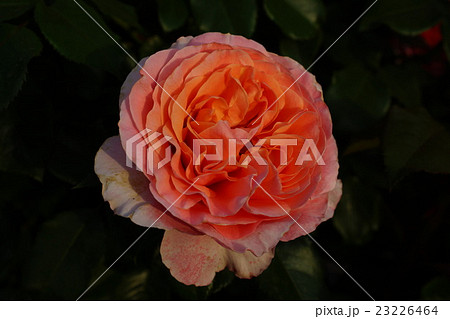 薔薇(ウーメロ)さかき千曲川バラ公園 薔薇(ウーメロ)さかき千曲川バラ公園 23226464