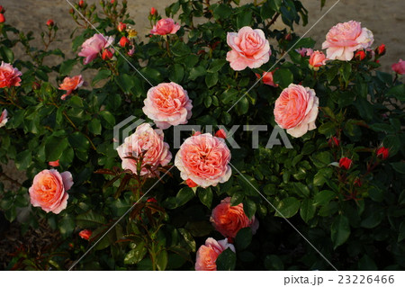 薔薇（ウーメロ）さかき千曲川バラ公園 23226466