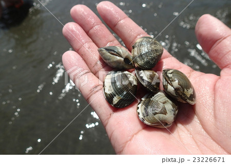 潮干狩り　あさり 23226671