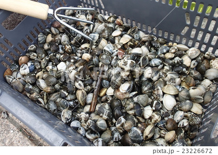 潮干狩り　あさり 23226672