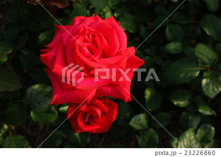 薔薇(タイムレス”98)さかき千曲川バラ公園 薔薇(タイムレス”98)さかき千曲川バラ公園 23226860