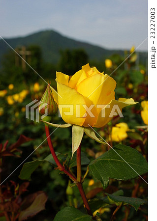 薔薇(マイダスタッチ)さかき千曲川バラ公園 薔薇(マイダスタッチ)さかき千曲川バラ公園 23227003