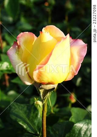 薔薇(ピース)さかき千曲川バラ公園 薔薇(ピース)さかき千曲川バラ公園 23227098