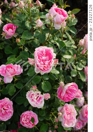 薔薇 ケアフリーワンダー さかき千曲川バラ公園の写真素材