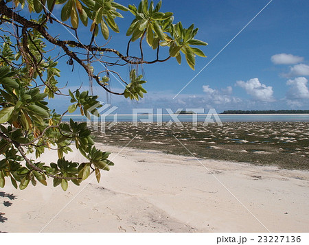 パラオ・カープ島の樹木と青空と海 23227136