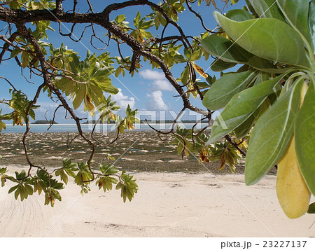 パラオ・カープ島の樹木と青空と海 23227137