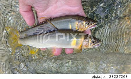 釣りたての綺麗な天然鮎 23227263