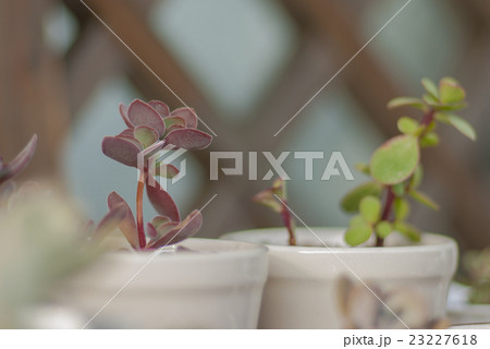 多肉植物 多肉植物 23227618